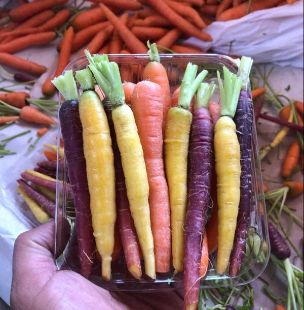 Zanahoria bb de colores orgánicas (bandeja)