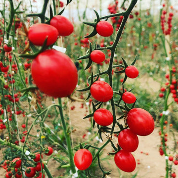 Tomate Cherry de Invernadero  x 500gr
